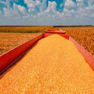  Maïs Agro-alimentaire - céréales nous sommes fournisseurs de maïs nous exportons vers l'am&eacute;rique l'afrique asie ainsi que l'europe. nous fournissons en tr&egrave;s grande quantit&eacute; selon vos besoins. nous avons un navire de 25.000 tonnes pret &agrave; etre livrer vers le port de votre choix. product maïs 