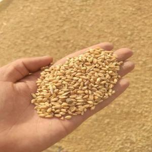  Ble Tendre, Blé Dur - céréales nous sommes une société import export basée en région parisienne. nous pouvons vous fournir actuellement des millions de tonnes de blé russe,  ukrainien. prix fob port de constanta en roumanie - $270 la tonne pour blé tendre 11, 5% quantité minimale de 