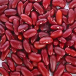  Haricots Rouge De Madagascar - fruits secs et graines grillées bonjour, --nous disposons 30 tonnes de haricots rouge du première qualité.--veuillez nous contacter si vous etes intéressés.