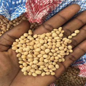  Fournisseur Soja Gmo - céréales  nous sommes &agrave; la recherche d'un fournisseur de graines de soja ogm sp&eacute;cifiquement du soja grade a. d&eacute;tails de la demande quantit&eacute; 20 000 mt x 12 modalit&eacute; de paiement lc irr&eacute;vocable destination alexandria &eacute;gypte pri