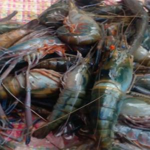  Crevettes Eau Douce - coquillage crustacé jeune commer&ccedil;ante camerounaise cherchant &agrave; agrandir son espace de ventes et a la recherche de nouveaux clients serieux un peu de partout dans le pays et pourquoi hors d'y pays en fait je commercialise les crevettes fra&icirc;ches d eau douce en gros je peux aller jusqu a 100 kg par