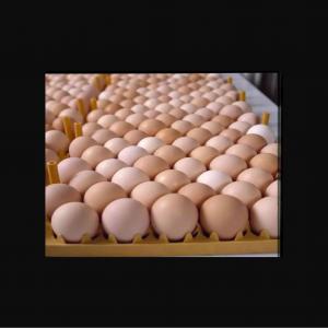  Fresh Chicken Eggs Brown And White For Sale - meat and eggs fresh chicken eggs brown and white--1 carton/360 eggs--weight 53-64gr--all eggs are from flocks which do not come into contact----with herbicides,  pesticides,  or other harmful chemicals