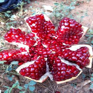  Grenade Fruit - fruits et légumes      grenade nouvelle saison au maroc vari&eacute;t&eacute; safri et rouge disponible pour l instant a l export depuis le maroc avec qualit&eacute; sup&eacute;rieur en tout calibres