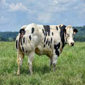  Bovin Bleu Belge - animaux vivants nous sommes une société d'importation marocaine,  nous cherchons un fournisseur de bovin bleu belge afin d'importer vers le maroc,  notre besoin est mensuel,  ci dessous le détail de la commande---- nombre- 60 tetes--- poid- entre 260 et 300 kg/tete--- destination- maroc--