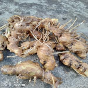  Ginseng Rouge - horticulture plante biocarburant vente de ginseng en grande quantité depuis la côte d'ivoire,  10000fc/kg tres bonne qualité,  produit expedier paaaar la poste de côte d'ivoire 