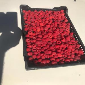  Framboises Surgelées - fruits et légumes société française d'import export,  nous disposons de 200 tonnes de framboises surgelées catégorie 1, 2 et 3, d'origine serbie,  recherchons distributeur pour écouler le stock!