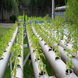  Producteur De Basilic - fruits et légumes nous somme des producteur de basilic installé à nabeul,  en tunisie. nous produisons la variété genovese sous serre hydroponique. notre capacité de production actuelle est de 3000kg par mois. --nous pouvons exporté partout dans le monde a des prix très