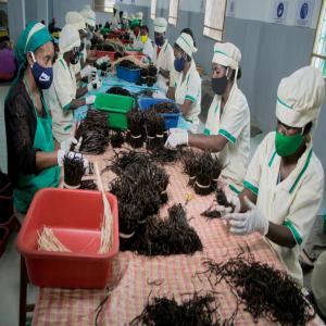  Produit Locaux Epices En Stockage - épices aromates . nous sommes une entreprise de madagascar specialiser dans l'exportation des produit locaux de madagascar et des epices [ maïs soja poivre rouge blanc sauvage et noir curucuma black eyes pistache haricot blanc rouge et noir gingembre girofle vanille cafe et autres. nous sommes a 