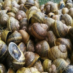  Helix Aspersa Maxima - animaux vivants bonjour.--escargots helix aspersa maxima à vendre.--quantité 25 tonnes.--disponible immédiatement.--prix 4 euros - livraison gratuite en france,  belgique.--commande minimum 5 tonnes--petites quantités - prix négociable--
