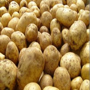  Pome De Tère - fruits et légumes nous pouvons offrir des pommes de terre. blanc rouge peut etre lav&eacute;. en sacs de 20 kg.minimum 22 tonnes. 