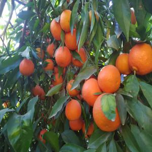  Les Débuts De Saison De Clémentine Au Maroc - fruits et légumes cl&eacute;mentines du maroc - fra&icirc;cheur garantie ! --d&eacute;couvrez la douceur du soleil marocain dans chaque bouch&eacute;e avec nos cl&eacute;mentines fra&icirc;ches ! --qualit&eacute; premium--directement des vergers marocains--livraison rapide --ne manquez pas cette opportunit&eacute; de