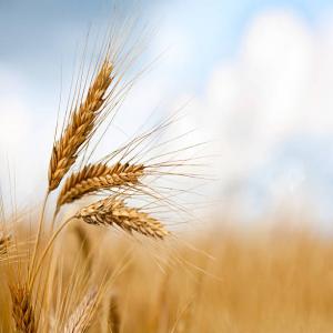  Farines Et Semoule - céréales vente en gros tous types de farines boulang&egrave;res et alimentaires + d'infos nous contacter pour tarifs cif / quantite minimum / paiement tres cordialement