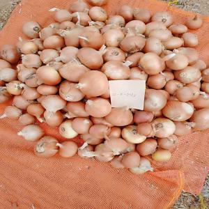  Oignon Blanc Contenair - fruits et légumes bonjour j'ai une grande quantité d'oignon blanc en egypte prés à etre livré partout dans le monde 1025$ la tonne soit 622, 687fr les frais de transport sont inclus dedans 