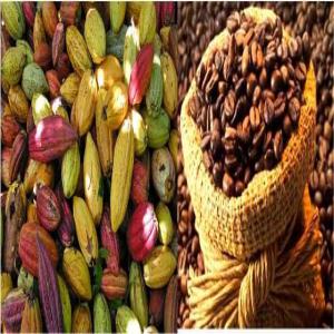  Cacao Certifié Et Cacao Bio En Destockage - autres nous sommes une société coopérative certifié avec une certification de plus de 5000 tonnes pour cette campagne 2023-2024 ,  nous disposons plus de 9000 producteurs. et avec certitude nous en sommes capables de fournir plus de 5000 tonnes pour cette campagne 2023-2024, --c'e