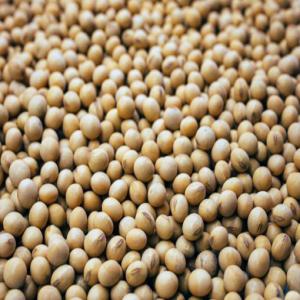  Vente De Soja Disponible En Grande Quantite - fruits et légumes nous disposons dans nos entrepôts au togo une importante quantité de soja très bonne qualité . nous pouvons vous faire livrer un échantillon à votre appréciation avant la poursuite des négociations.  condition de paiement souple et sécuri