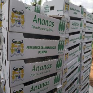 Ananas Pain de Sucre et Cayenne Lisse Premium - fruits et légumes vous recherchez des ananas pain de sucre et cayenne lisse d exception pour l import-export de fruits et légumes ? nous avons ce qu il vous faut !----nos ananas sont cultivés avec passion par des producteurs expérimentés,  garantissant une qualité inégalable e