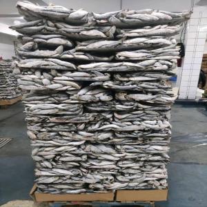  Sardines Pour L'alimentation De Vos Poissons - poissons chers &eacute;leveurs de poissons nous sommes ravis de vous pr&eacute;senter nos sardines de qualit&eacute; sup&eacute;rieure une source exceptionnelle pour vos poissons d'&eacute;levage. chez notre poissonnerie nous comprenons l'importance d'une alimentation de qualit&eacute; pour la croissan
