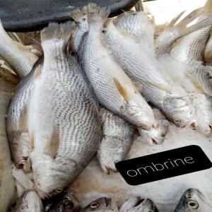 Vente Courbine Ombrine Origine Sénégal. - poissons bonjour.--je cherche des clients qui s'int&eacute;ressent &agrave; la courbine enti&egrave;re ,  &eacute;caill&eacute;e et vid&eacute;e,  mise en sachet cartons 5kg et 10kg.--