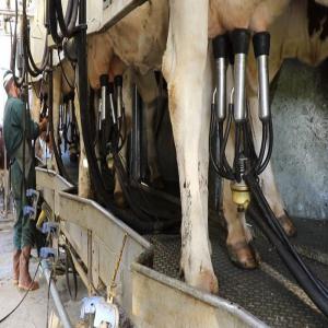  Vache Lait - autres bonjour tout le monde --nous sommes des spécialistes dans le domaine d'elvange de la vache laitière . et spécialiste dans la paperasse d'investissement dans ce domaine en algérie . pour plus d'information veuillez nous contacter . budget de démarrage le projet 200 