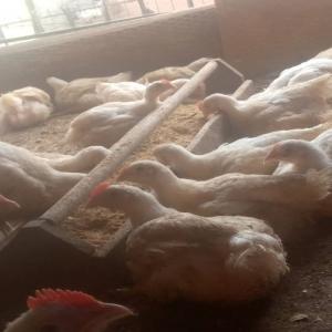 Vente De Poulets De Chair Yaoundé. - animaux vivants bonjour à tous. nous disposons de 500 poulets de chair de  45 jours à vendre à yaoundé au cameroun,  à partir du 23 / 09 / 2023--veuillez nous contacter si vous en avez besoin pour revente,  consommation ou bien pour reformer,  merci.