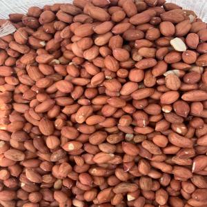  Arachide Du Sénégal - fruits secs et graines grillées  je suis au s&eacute;n&eacute;gal et nous sommes &agrave; la saison des pluies d'ici deux mois nous auront 10.000 tonnes d'arachide. nous cherchons des acheteurs partout dans le monde si vous etes int&eacute;ress&eacute;s veuillez contacter d&egrave;s maintenant. 