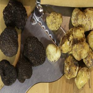  Truffes De Qualitée Superieure Grossiste En - champignon levure je suis grossiste en truffes de qualité superieures - basé en bulgarie.--toutes sortes. --- tuber aestivum--- tuber uncinatum--- tuber magnatum--nous disposons de 45 ramasseurs professionels et extrayons entre 120kg et 200 kg de truffes/ jours dans la régions réputé
