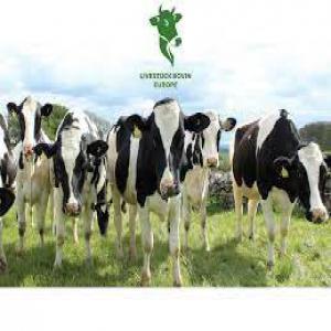  Importation 1000 Tête De Veaux Vivants - animaux vivants bonjour je cherche pour un client algerien importateur 1000 tete de veaux vivants différentes rasse--je veux une facture proformat en cif port alger ou oran  avec certificat d'origine du pays exportateurs du chambre de commerce du pays d'origine -- sachant que je suis courtier dans cette affa