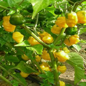  Recherche Partenaire Abidjan Pour Le Piment - fruits et légumes recherche un partenaire s&eacute;rieux disposant d un demi hectare autour d'abidjan qui puisse me r&eacute;aliser un 1/ 2 hectare de piment big sun sent bon &agrave; un prix raisonnable . celui ci s'occupe de tout d&eacute;sherbage mains d'oeuvres . je suis ouverte aussi &agrave; d'autre culture