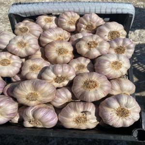  Garlic Pink 50mm+ Premium Quality - fruits and vegetables hello i have to sell garlic in wholesale quantities ie over 1 ton. country of origin egypt pink variety extra class 50mm+ i will be happy to cooperate with distributors. packed in boxes of 10kg garlic with a caliber above 0.50cm 