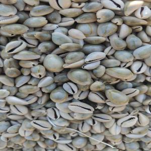  Sea Conch Shells - crustacean shell commodity .   sea conch shell quantity .    2000 t contract period . spot packaging.  .  big bag shipping terms .  cif nansha port guangzhou china payment terms . tt 