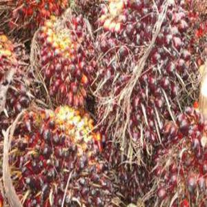  Vente Palmeraie 43 Hectares - huiles notre société met en vente pour le compte d'un particulier,  une exploitation agricole. une palmeraie sur un terrain de 43 hectares entre les villes d'edea et de kribi,  au point kilométrique 50 au départ d'edéa,  plus précisément dans la localité
