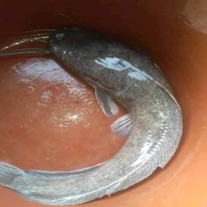  Aquaculture Au Congo Brazzaville - poissons nous sommes spécialisés dans l'aquaculture(poisson tilapia,  poisson chat et autres) dans le département de la sangha au congo brazzaville,  nous avons besoin des partenaires techniques pour développer d'avantage ce secteur qui pourra diminuer la pression exercée sur