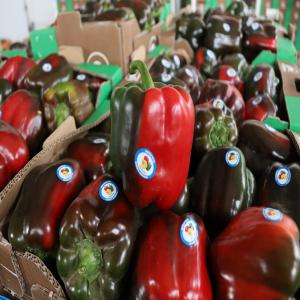  Qualité Fruits Et Légumes - fruits et légumes nous sommes une société d'export nous mettons en vente une fourniture de légumes et de fruits de haute qualité,  des solutions de qualité supérieure pour répondre à vos besoins en matière de produits frais. forts de nombreuses anné