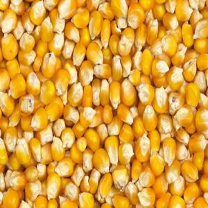  Fournisseur De Maïs - céréales bonsoir je suis &agrave; la recherche de fournisseurs de maïs quantit&eacute; 2500 tonnes prix 150/kg soit 150.000 la tonne lieux de livraison agnibilekro nb je recherche uniquement des fournisseurs locaux (c&ocirc;te d'ivoire). 