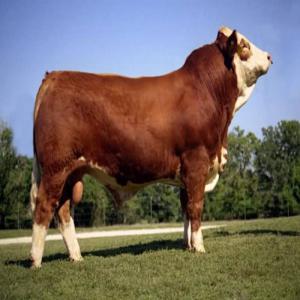  Veaux Destinés L'engraissement Et L'abattage - live animals it is imported from algeria i am looking for a breeder wholesaler or commercial broker who provides calves for fattening and slaughter in europe or brazil with the following specifications quantity 500 calves destined for fattening age less than 18 months weight from + 420kg and the calf