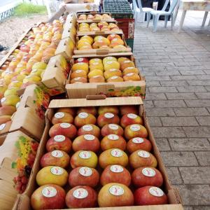  Vente En Gros Des Pommes De Bonne Qualité - fruits et légumes je cherche un client pour exporter la pomme d'origine sbiba / tunisie . une fruit de bonne qualité avec des prix compétatifs . d'ailleur on peut fournir des echantions pour evaluer la qualité . --