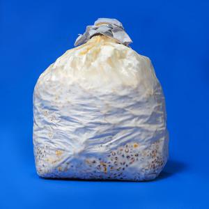  Semence De Champignon (mycelium) Pleurote - champignon levure nous disposons de semence de champignon (mycélium) pleurote en qualité et en quantité. nous les produisons en sachet de 1 kilogramme,  facile et très pratique pour les expéditions vers tous les pays. nos semences sont bien blanches et exemptes de toute trace de cont