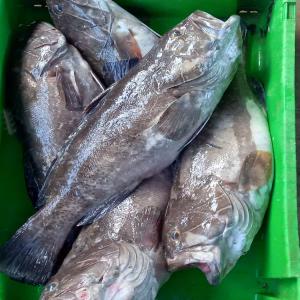  Divers Poissons - poissons je suis un fournisseur de poissons diverti n importe quelque poisson avec le pois que vous souhaite j'habite dans la petite cote plus pr&eacute;cis&eacute;ment &agrave; mbour ou le poisson est vraiment frais faites vos commandes et vous serai bien servis 