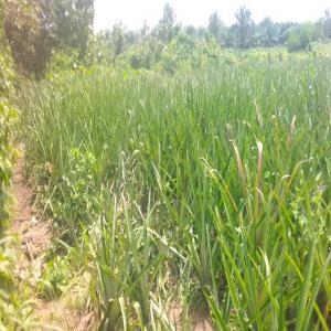  Importateur D'ananas - fruits et légumes j'aimerais correspondre avec un client importateur d'ananas qui désire correspondre avec un producteur d'ananas au bénin. nous produisons des ananas bio. pour tout informations concernant l'annonce veuillez écrire 