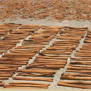  Cinnamon (cassia Cinnamon). - épices aromates dear sir/madam (hs 090620) we would like to offer cinnamon (cassia cinnamon). botanical name cassia vera from cinnamomum burmannii sp. cinnamon is the bark of tree that has a sweet flavor. process sun dried. form stick or powder. moisture (max) 12%. foreign matter (max) 0.5%. packing nett. 