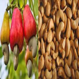  Nous Vendons Noix D'acajou Grillé Du Sénégal - fruits secs et graines grillées notre coopérative du sénégal s'occupe de cueillette des noix d'acajou,  tri décorticage et cuisson de la noix d'acajou en grande quantité. je cherche des acheteurs.