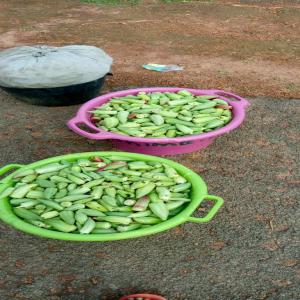  Vente De Gombo - fruits secs et graines grillées  nous avons du gombo &agrave; vendre en grande quantit&eacute; nous pouvons r&eacute;colter 500 tonnes chaque deux jours .