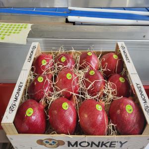  Grenades Fraiches - fruits et légumes nous offrons des grenades fraiches très bonne qualité big size [ 450g-500g par pièce] de la tunisie--pour export à l'europe et gcc certifications fssc 22000 avec des prix intéressants.--veuillez nous contacter directement pour toute information.--merci --