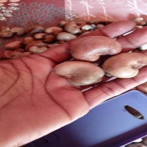  Noix De Cajou - fruits secs et graines grillées noix de cajou &agrave; l'&eacute;tat brut calibre 42 &agrave; 45 --320 fcfa le kg une centaine de tonne disponible au mali 