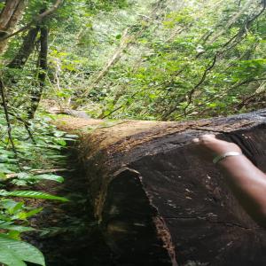  Vente Des Essences De Bois - bois charbon fibre nos offres en vue de satisfaire les besoins des clients en termes de bois notre entreprise propose des diff&eacute;rents essences de bois telles que iroko pachy colali tali okan paorosa bilinga movingui padouk eyeck doussie sipo azobe ecobeli ecopnaga ecopzin sapeli. la
