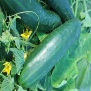  Produits Maraichers - fruits et légumes bonjour chers tous----je suis dans la production des produits maraichers tels que le concombre,  l'haricot vert et le piment. ces produits seront disponible dans le mois de novembre 2023.--je recherche des clients et des partenaires (grossistes) capable de prendre mes productions. --je reste disponib