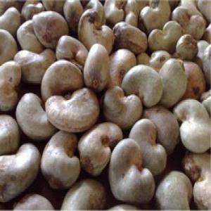  Noix De Cajou Brute Noix De Cajou Grillées - fruits secs et graines grillées bonjour,  --nous sommes une société import export basée au sénégal.. nous avons des 5 000 tonnes de noix de cajou brute calibre 52 .meilleure qualité. --merci bien de nous contacter, des que intéressés. --cordialement..