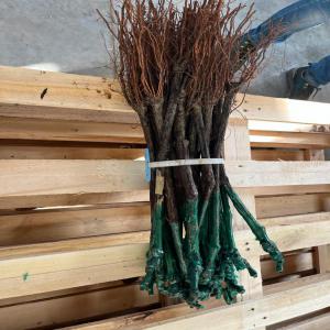 Vente de plants de raisin de table - horticulture plante biocarburant nous sommes une entreprise italienne spécialisée dans la production de plants de raisin et leur exportation au maroc.--point de vente à meknès.--les variétés disponibles ---_ muscat italia.--_ michel palieri.--_ victoria.--_ soultanine.----disponible pour pl