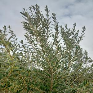  Vente Huile D'olive Extra Vierge Tunisienne - huiles nous mettons en vente notre production d'huile d'olive extra vierge originaire de la région du sud tunisien (regueb,  sidi bouzid) en vrac ou emballée selon les exigences diverses de la clientèle,  pour plus d'informations,  merci de contacter le (numéro de télé