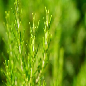  Cherche Génisse Et Veau Pour L'export En Algérie - animaux vivants  bonsoir agriculteur en plein croissance recherche un agriculteur ou un n&eacute;gociant europ&eacute;en qui peux me fournir des g&eacute;nisse pleine et des veaux pour les export&eacute;s en alg&eacute;rie de race montb&eacute;liarde ou prim'holstein avec toutes les documentations n&eacut